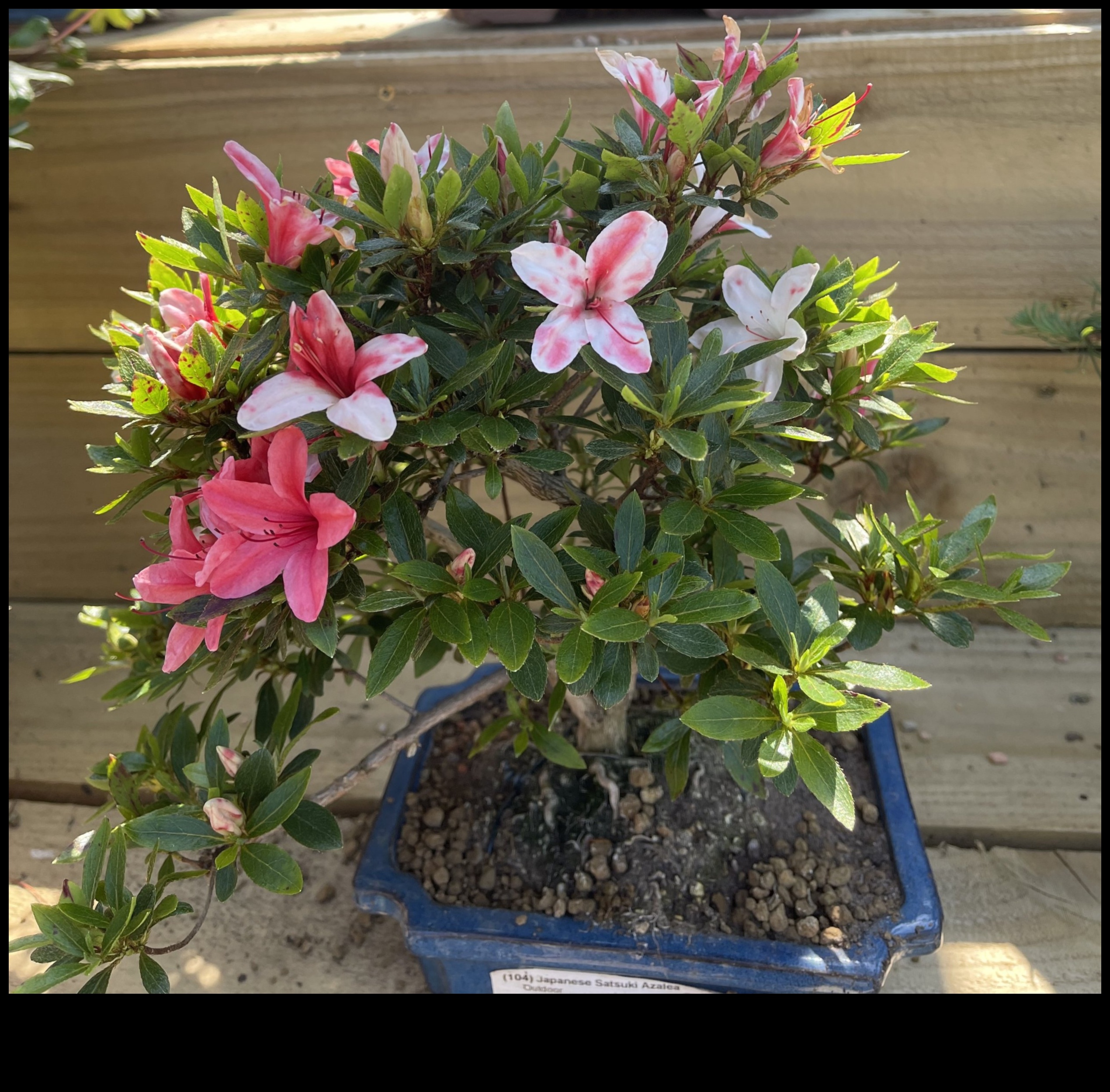 Secrets of Satsuki Azaleas: Japanese Garden Elegance