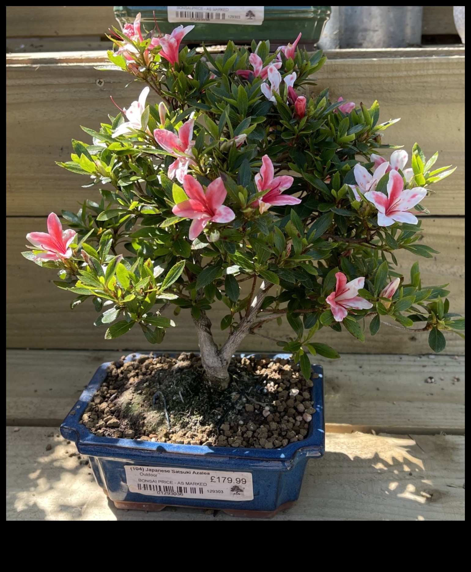 Secrets of Satsuki Azaleas: Japanese Garden Elegance