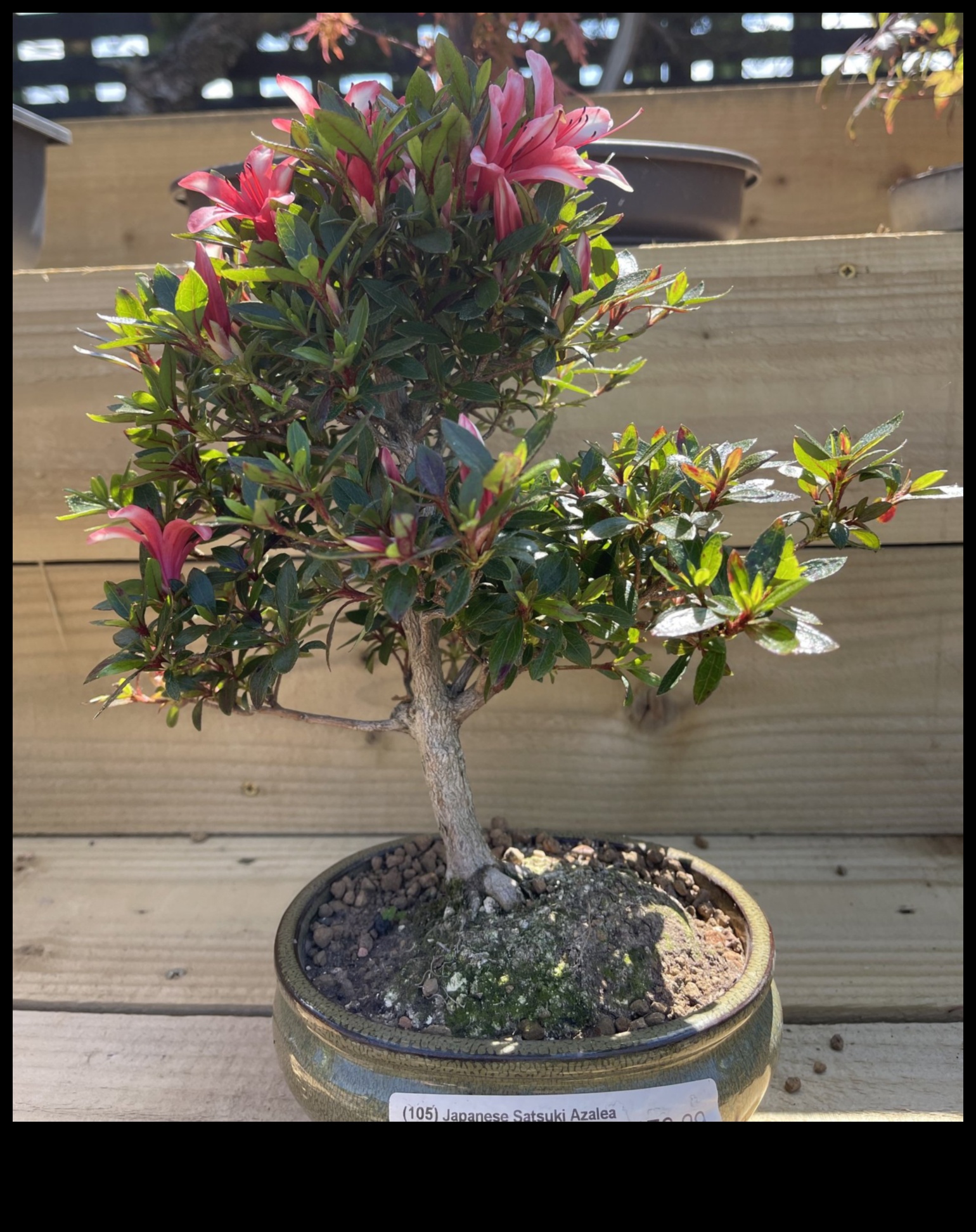 Secrets of Satsuki Azaleas: Japanese Garden Elegance