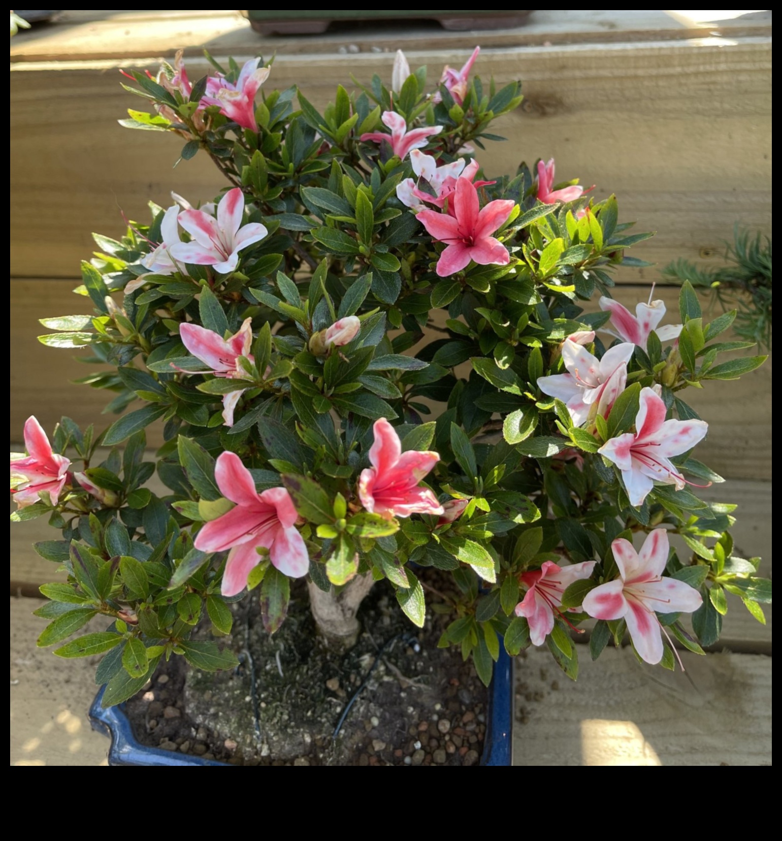 Secrets of Satsuki Azaleas: Japanese Garden Elegance