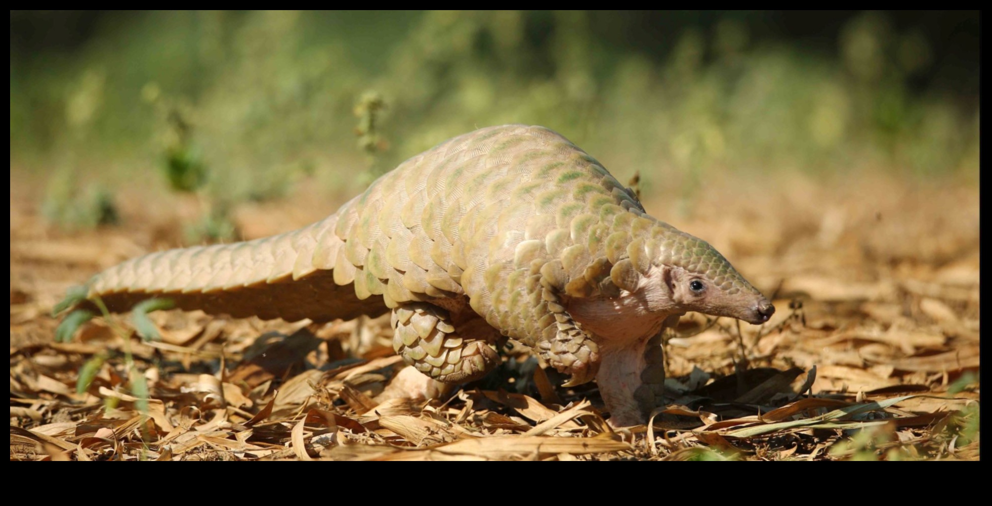 How do landscapes contribute to the conservation of endangered species?