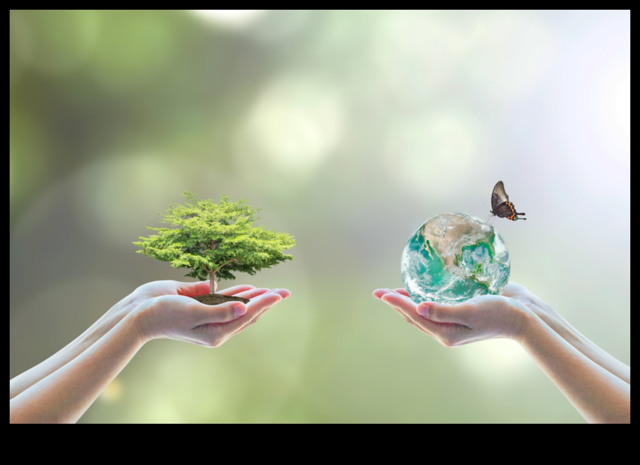 Biodiversity Conservation Areas: Safeguarding Life's Variety