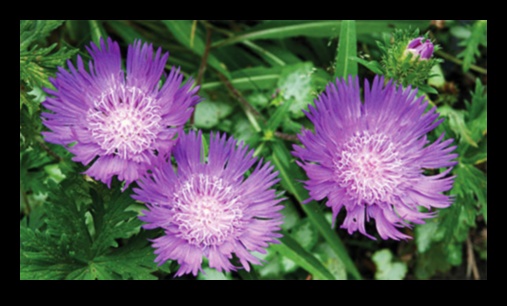 Seasonal Splendor: Essential Tips for a Blooming Paradise