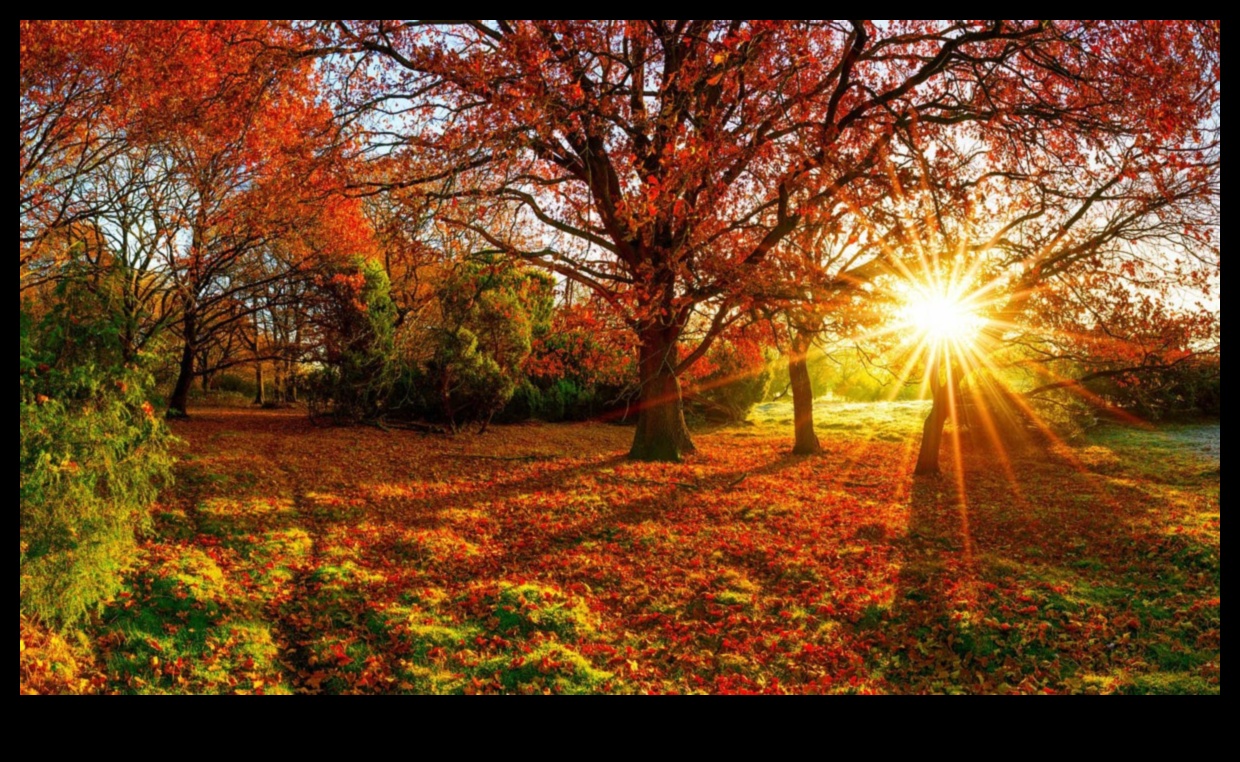 Seasonal Symphony: Horticulture's Ever-Changing Beauty