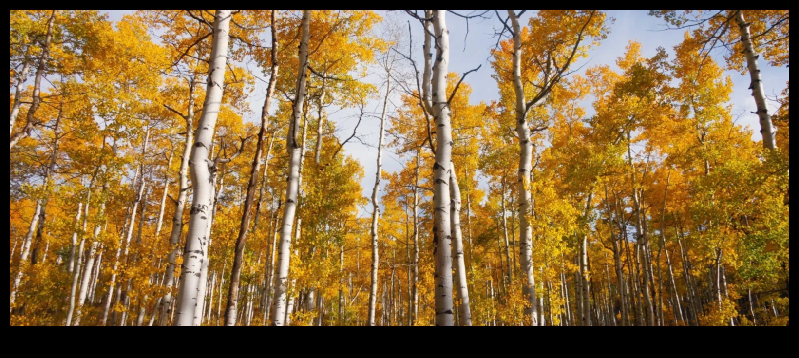 Seasonal Symphony: Horticulture's Ever-Changing Beauty