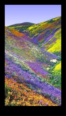 Harmony in Nature: A Collection of Serene Landscapes