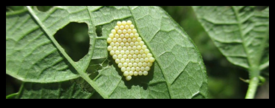 Shield and Conquer: Defeating Garden Pests Swiftly