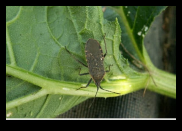 Shield and Conquer: Defeating Garden Pests Swiftly