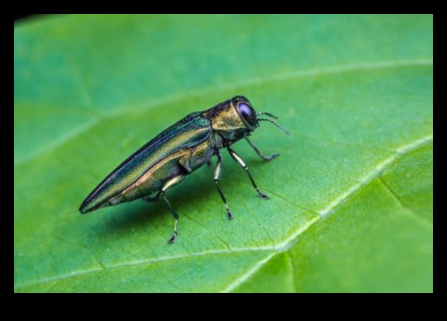 Shield and Conquer: Defeating Garden Pests Swiftly