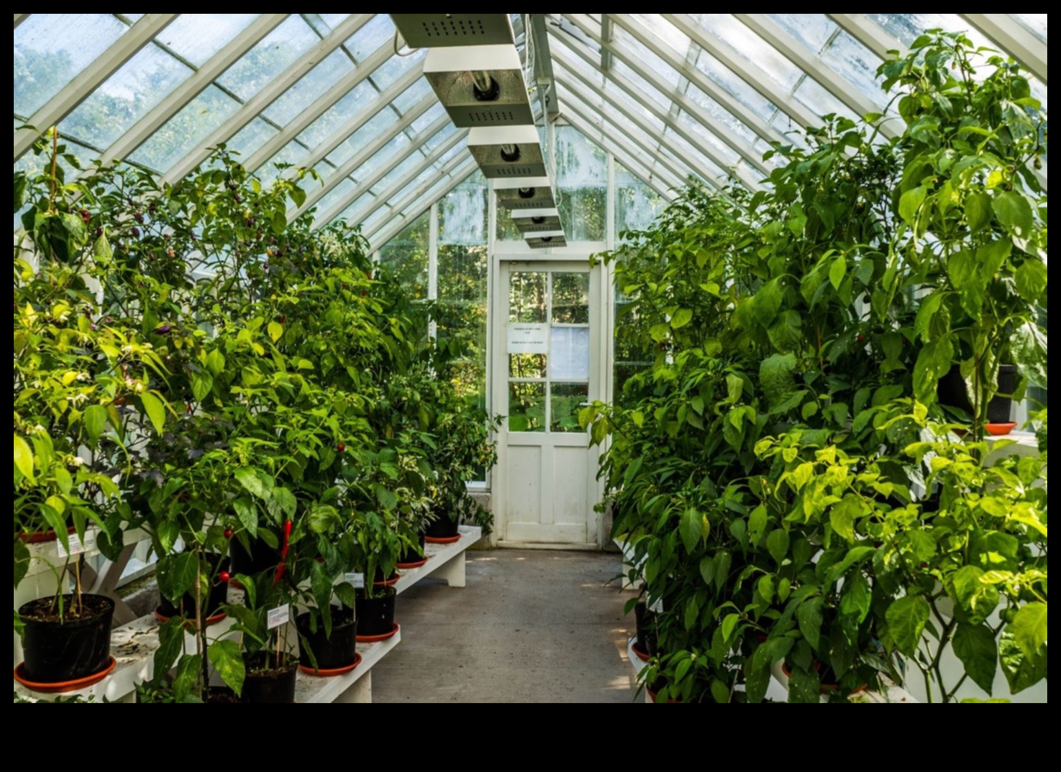 Sow, Bloom, Thrive: The Greenhouse Advantage