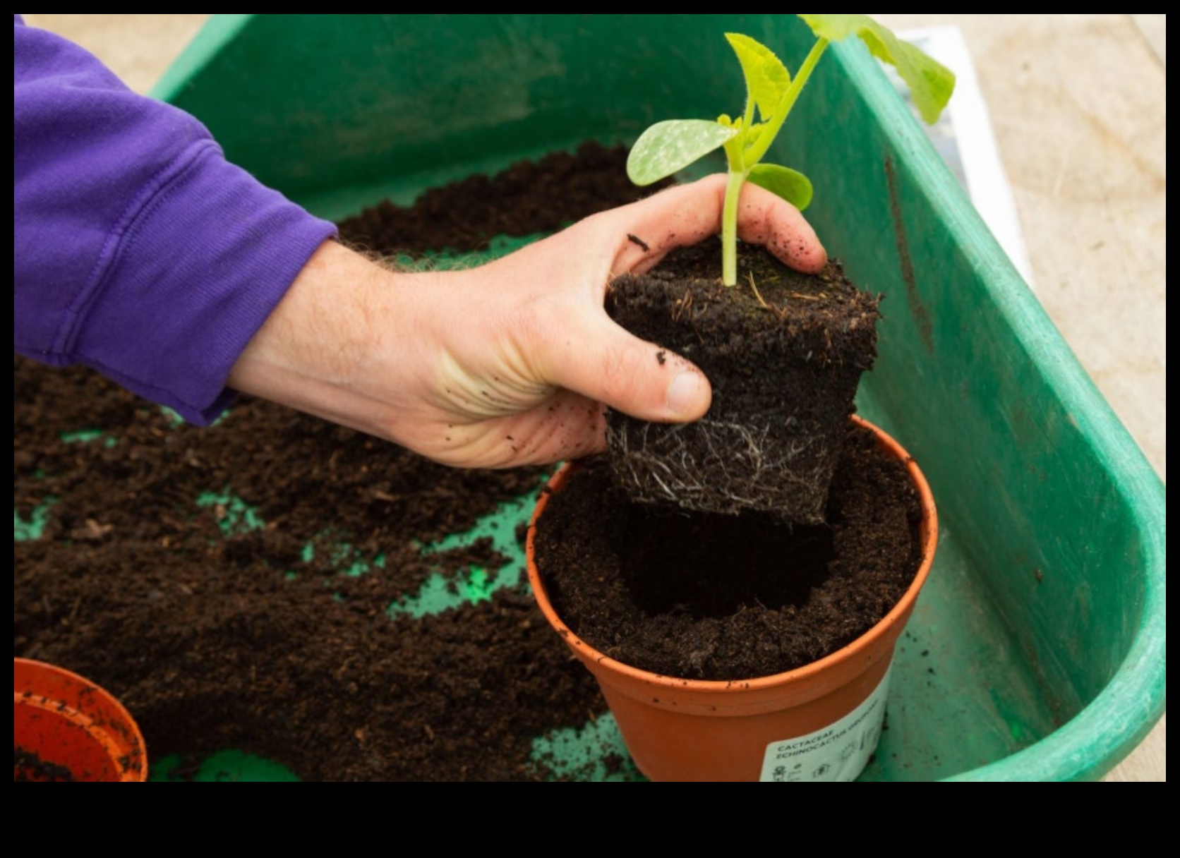 Sow, Bloom, Thrive: The Transformative Power of Workshops