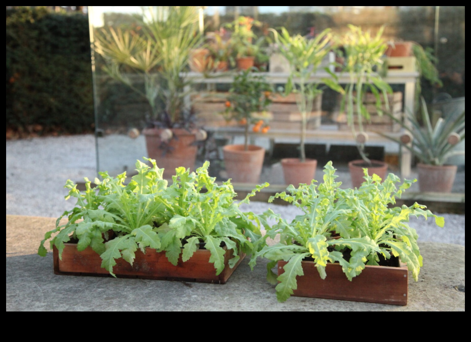 Sow, Grow, Know: Interactive Garden Learning Sessions