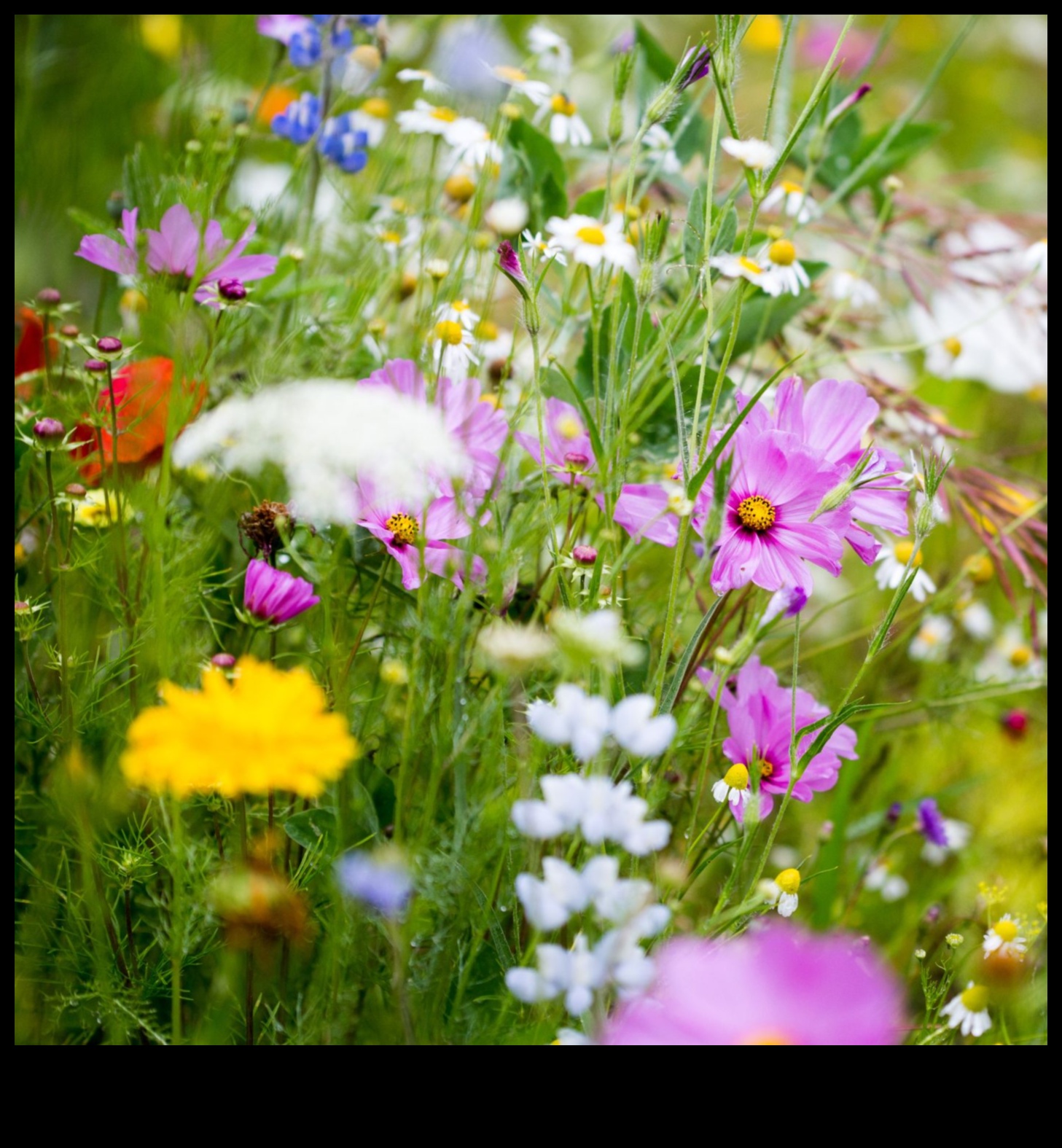 Sow Success: Essential Tips for a Blooming Landscape