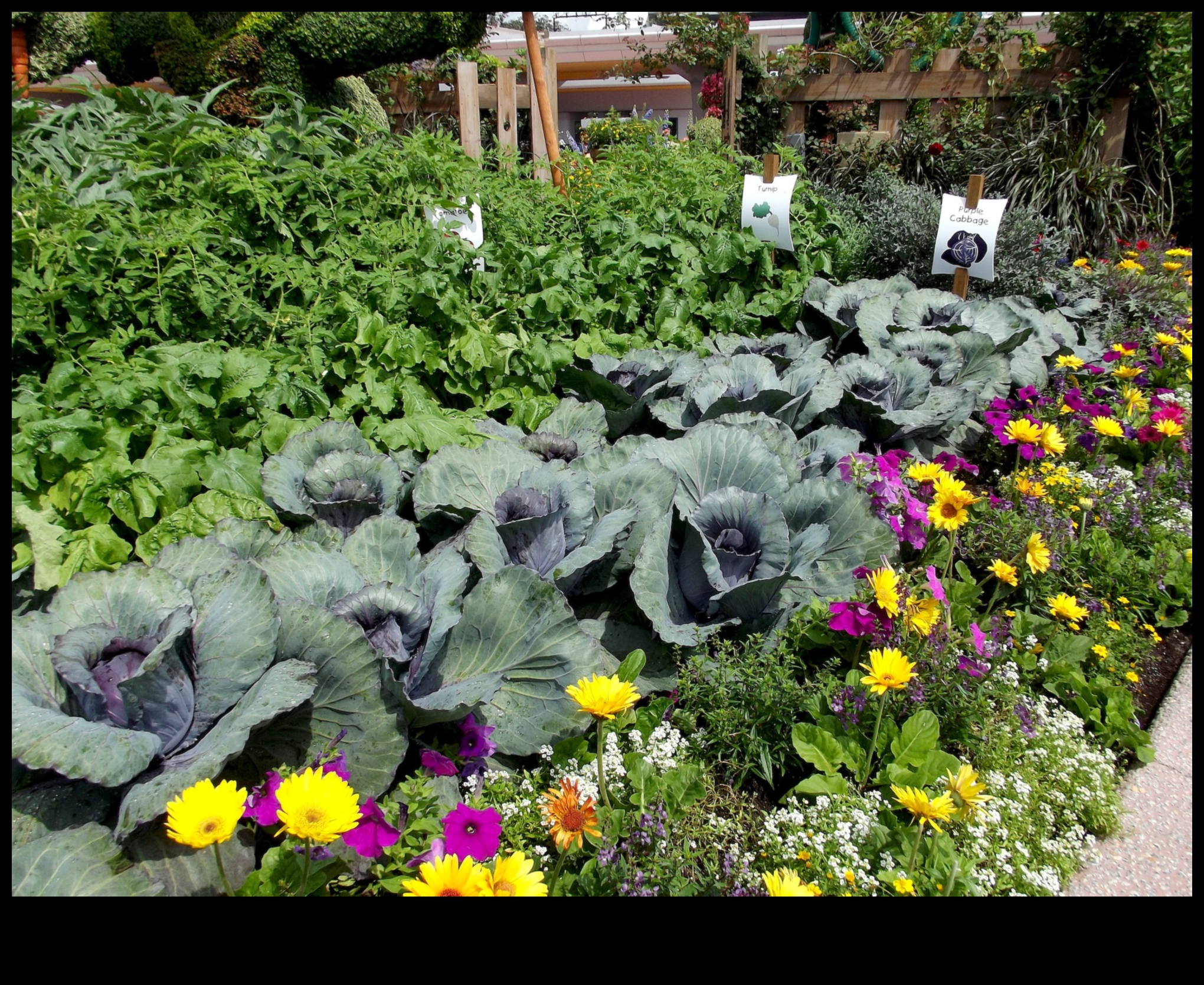 Sow and Reap: A Guide to Blossoming Companion Gardens