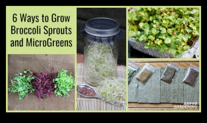 Sprouts A Sustainable Way to Live Green 1