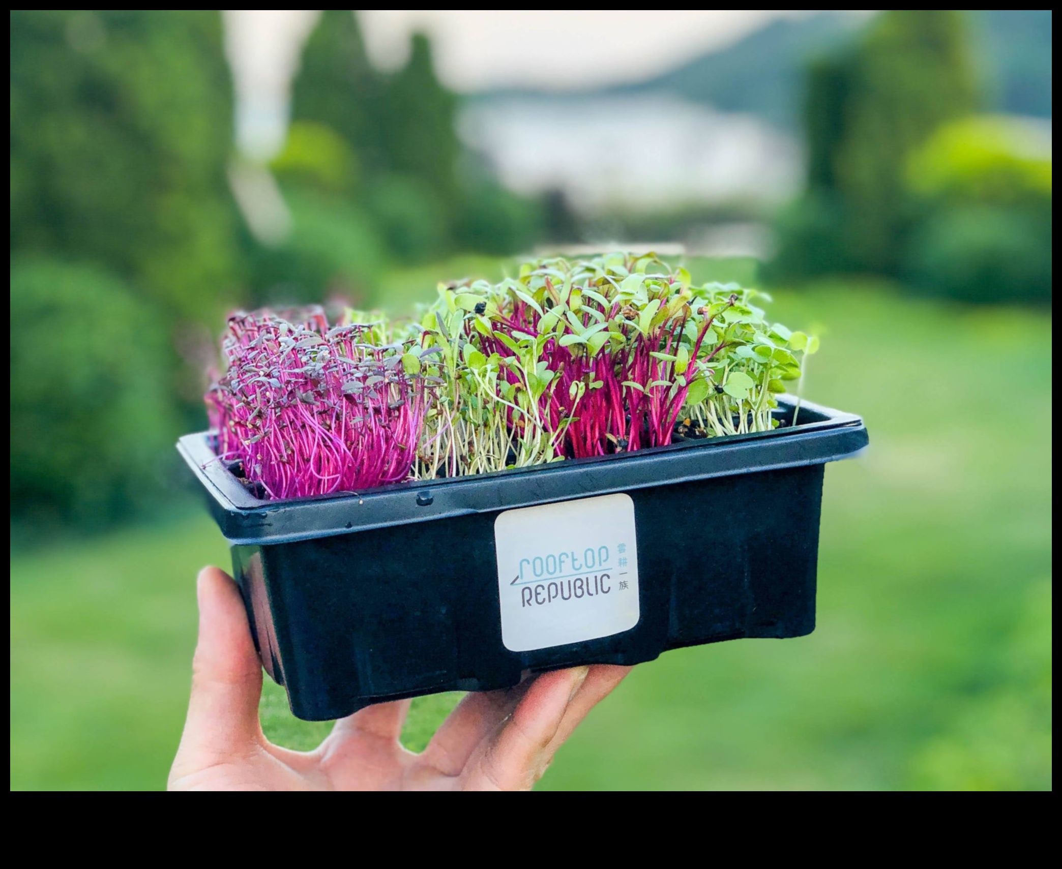 Sustainable Sprouts: Eco-Friendly Garden Workshops