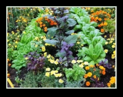 Symbiotic Blooms: Unlocking Secrets of Companion Planting