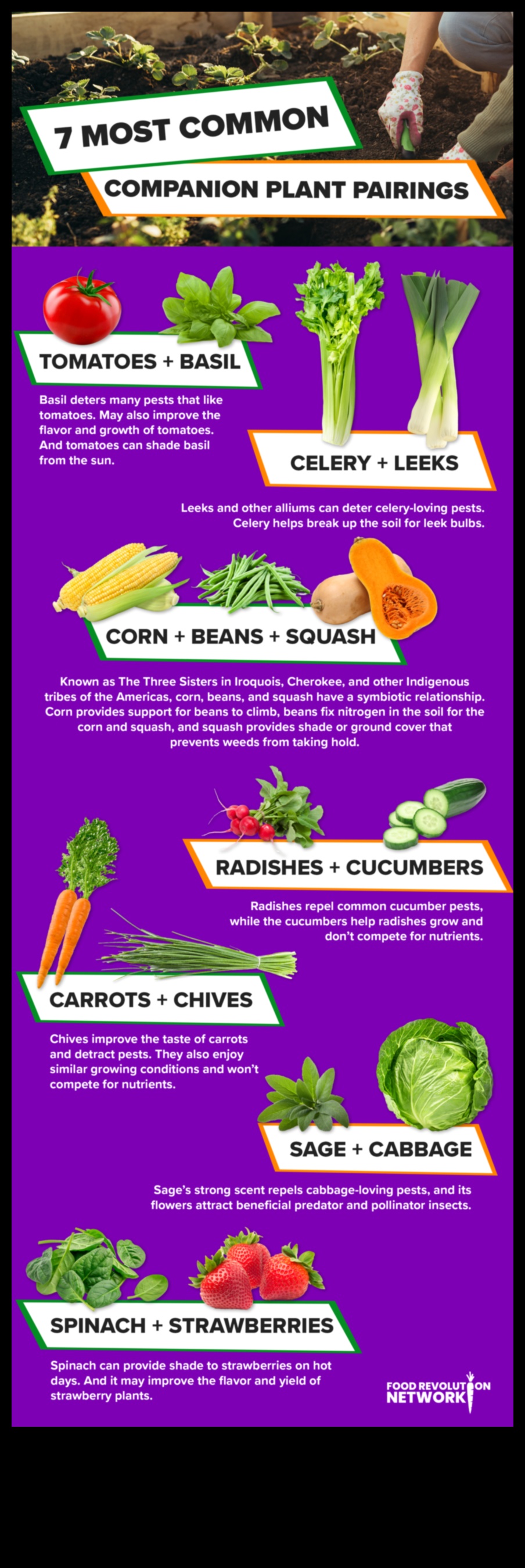 Symbiotic Blooms: Unlocking Secrets of Companion Planting