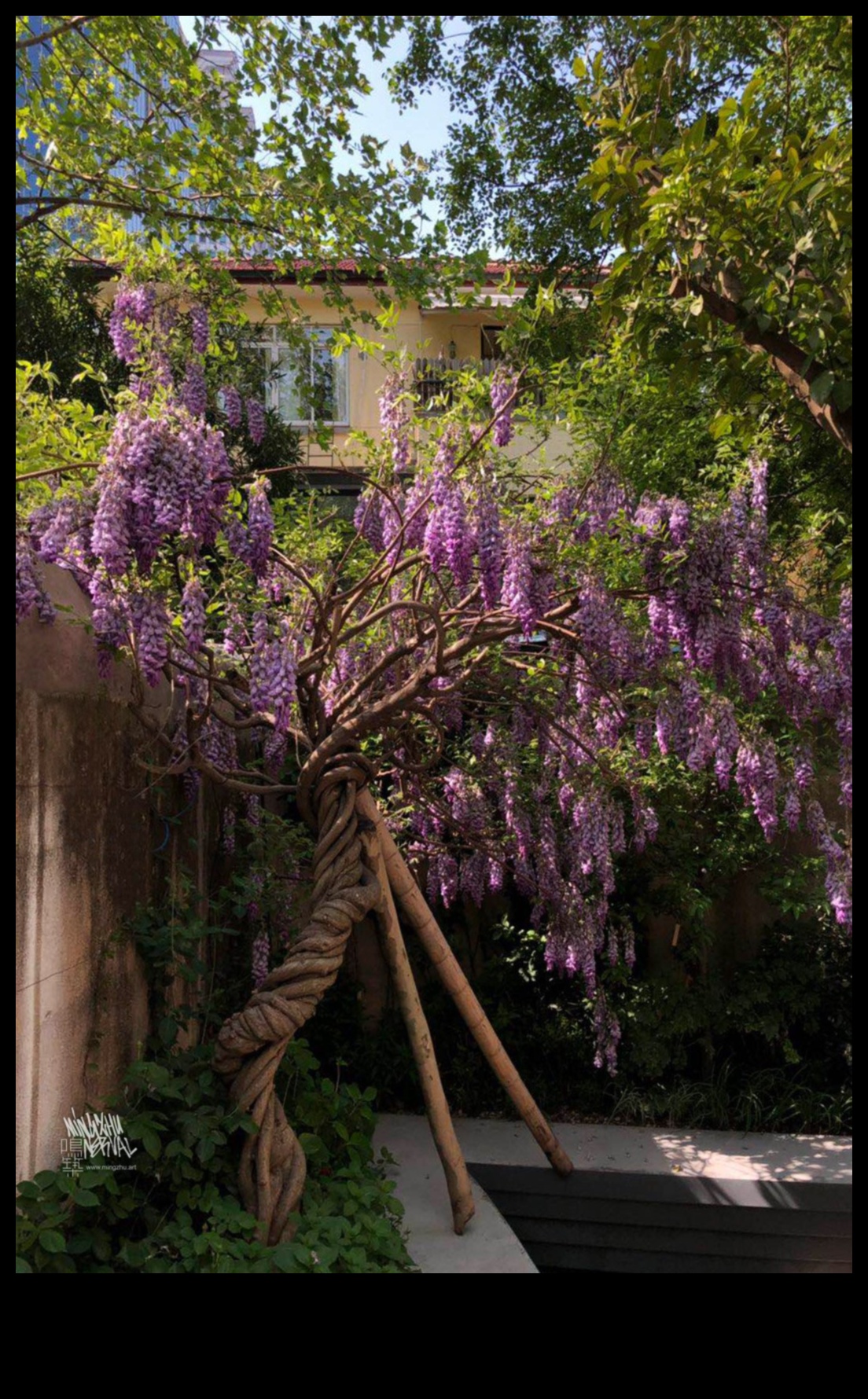 Tall Tales of Blooms: Vertical Gardening Wonders Unveiled