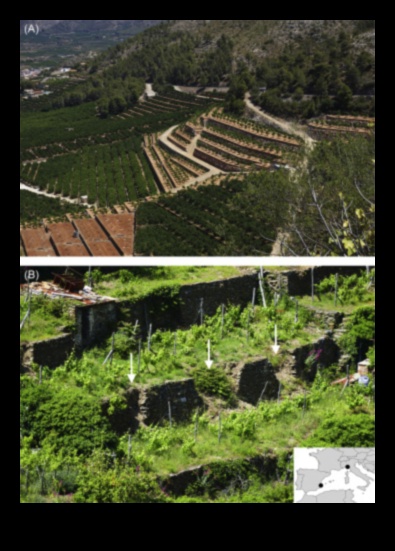 Terraced Landscapes A Living Legacy 1