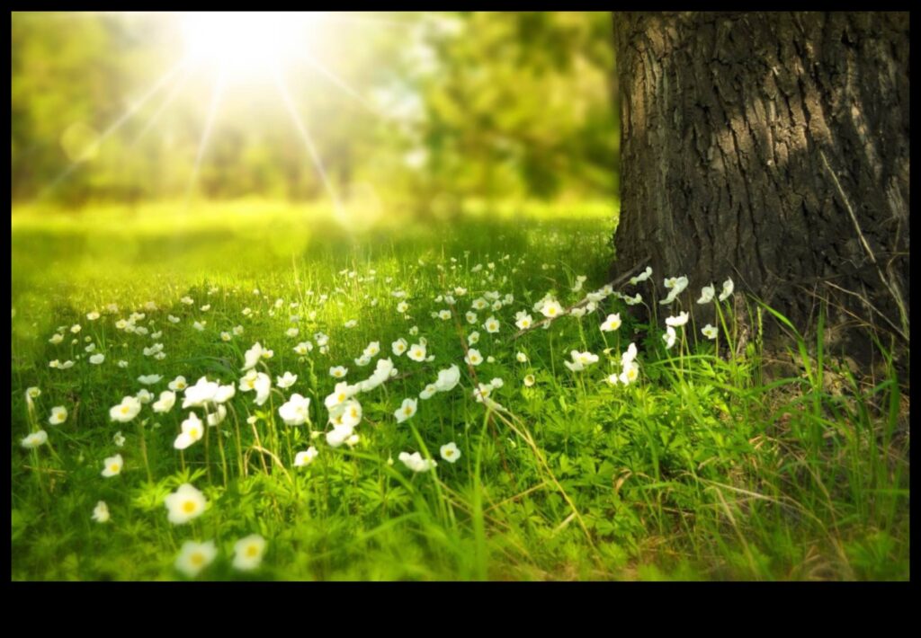 The Beauty of Nature 1