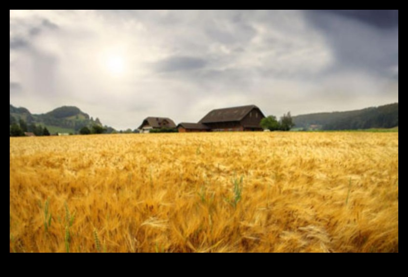 The Beauty of the Agricultural Landscape 1