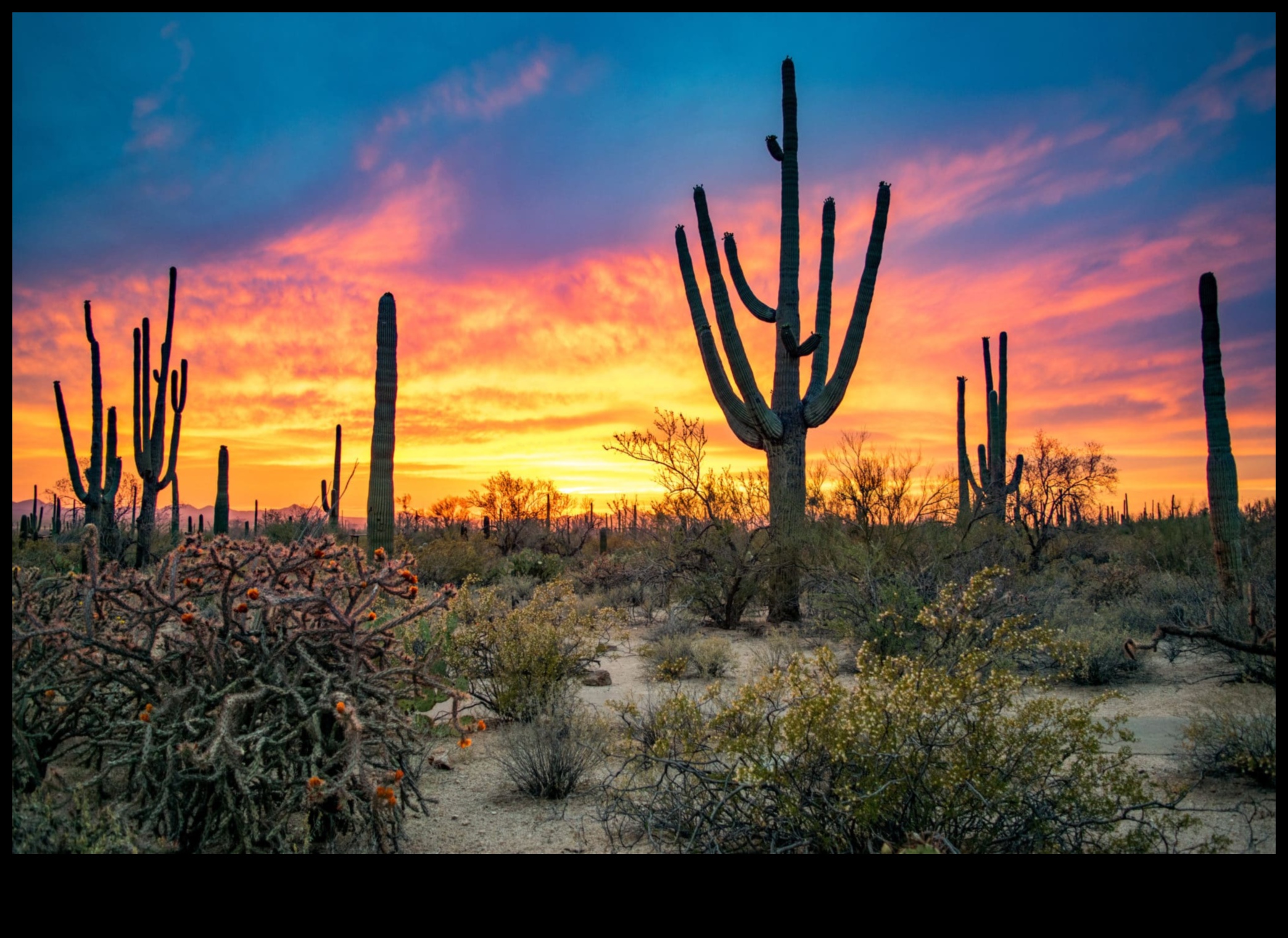 Desert Dreamscape: Unveiling the Beauty of Arid Landscapes