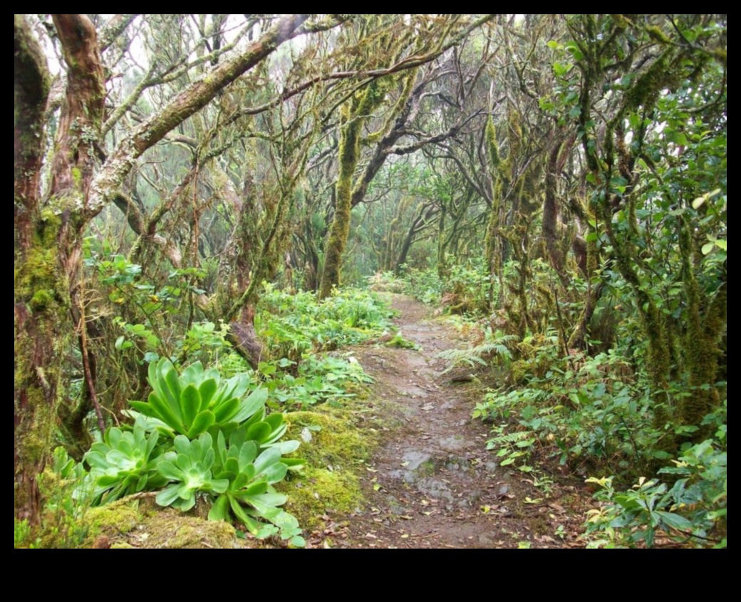 Whispering Pines: The Enchantment of Forested Landscapes