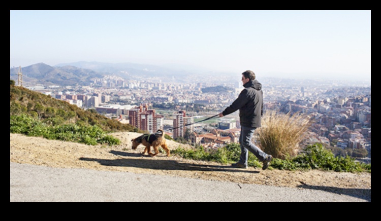 Whispering Pines: The Enchantment of Forested Landscapes