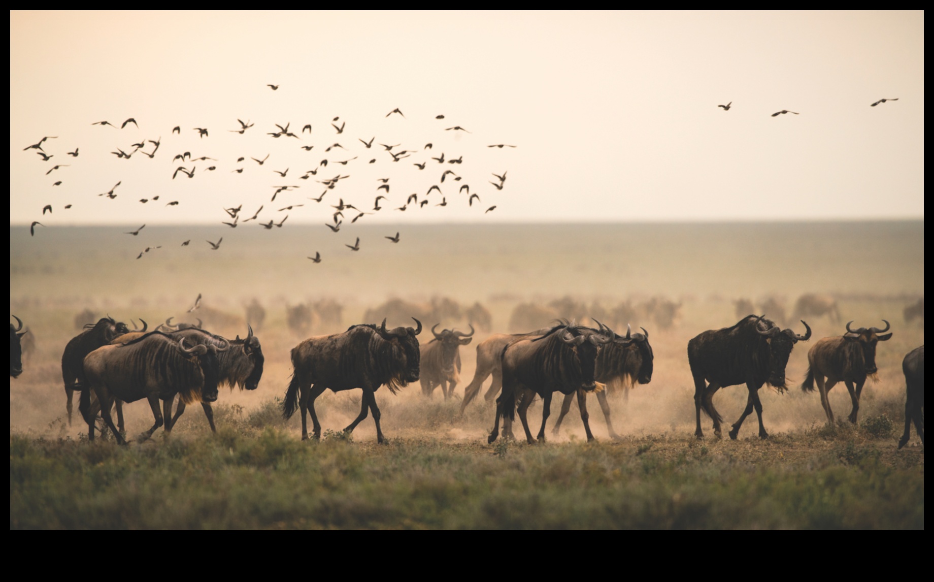How do landscapes impact the migration patterns of animals?