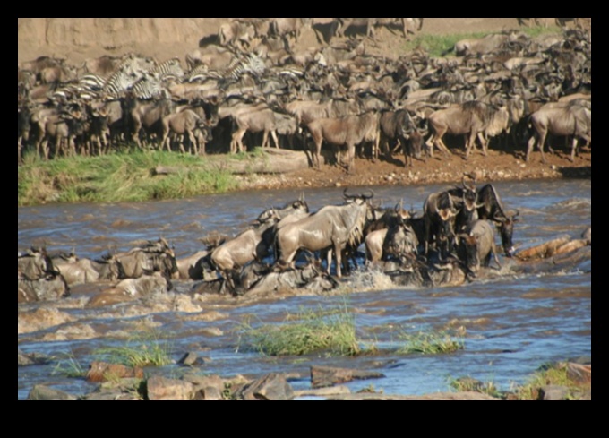 How do landscapes impact the migration patterns of animals?