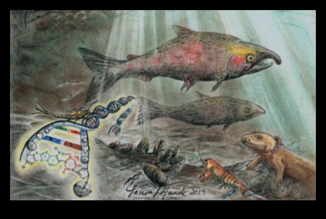 How do different water bodies contribute to the aquatic biodiversity of landscapes?