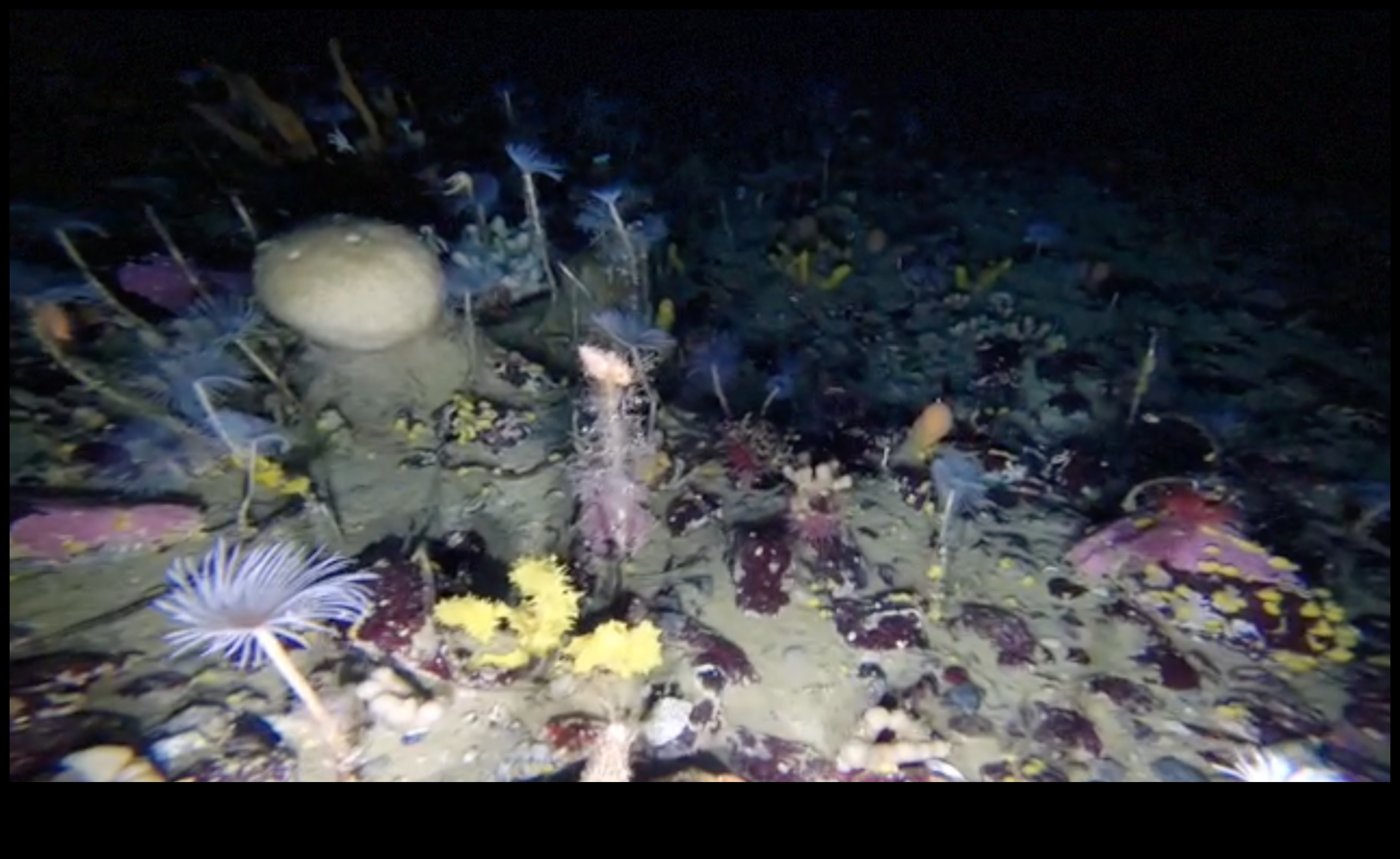 How do different water bodies contribute to the aquatic biodiversity of landscapes?