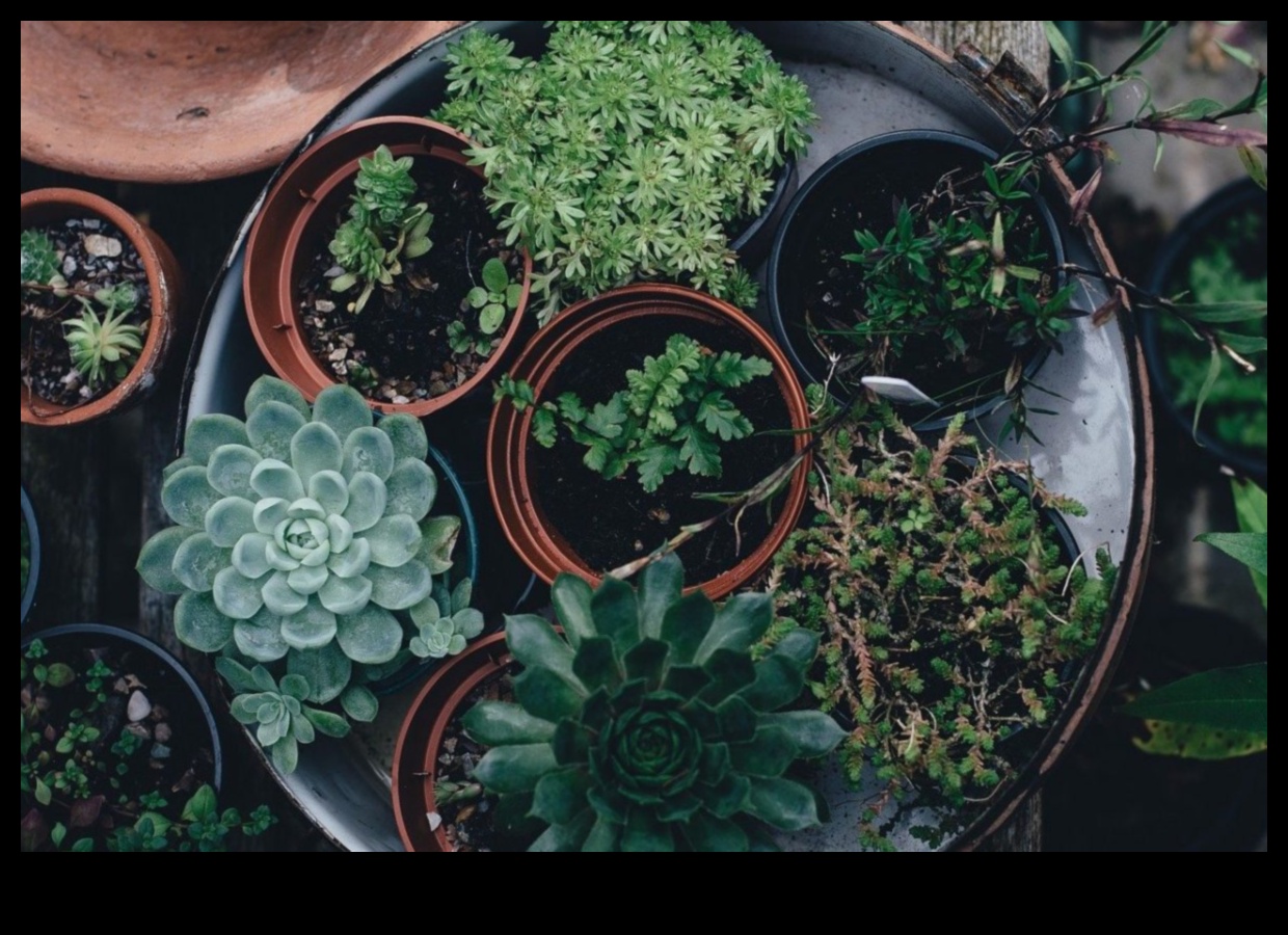 Pocket-Sized Greenery: Discovering the Joy of Indoor Gardens