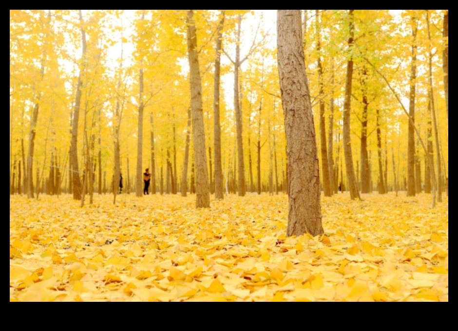 Autumnal Symphony: Admiring the Palette of Autumn Colors