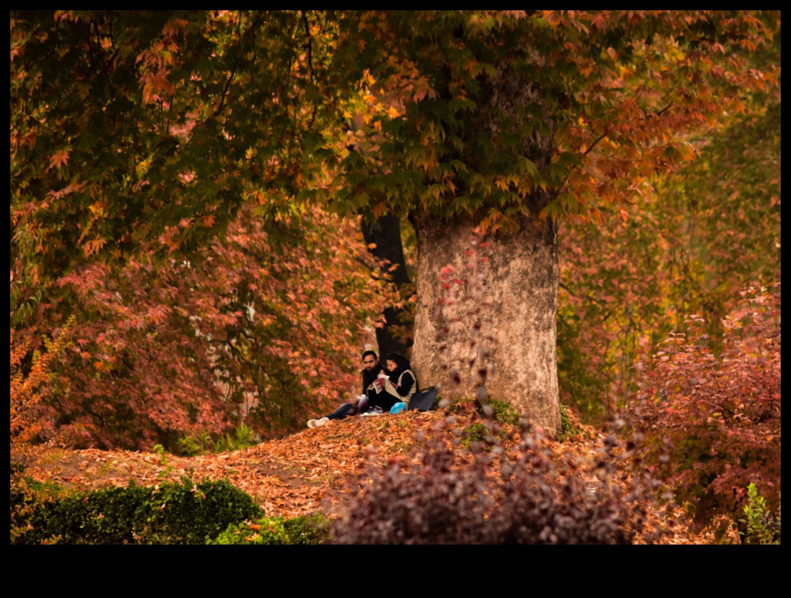 Autumnal Symphony: Admiring the Palette of Autumn Colors