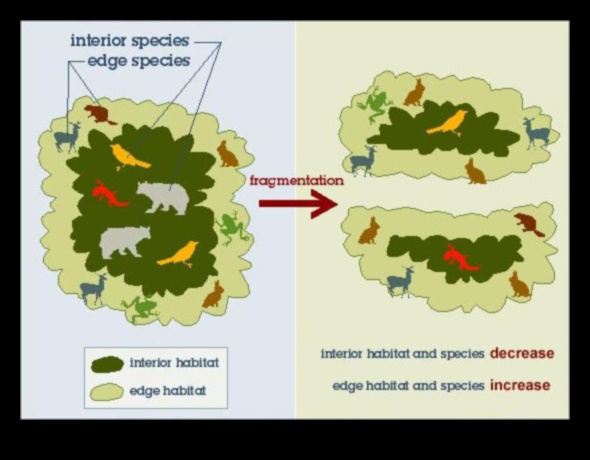 The Many Ways Habitat Fragmentation Occurs 1