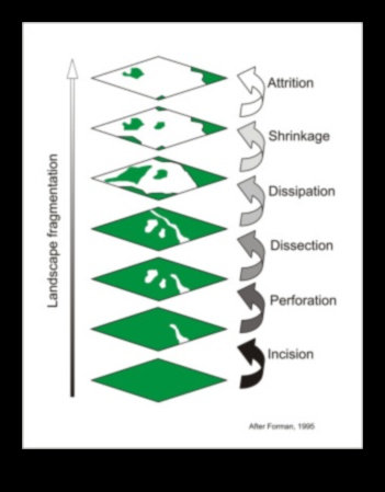 Why are certain landscapes more prone to habitat fragmentation?