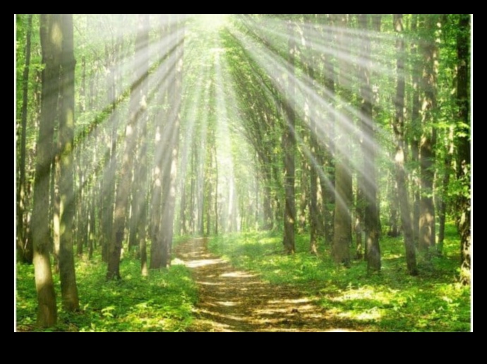 The Sanctuary of Nature 1