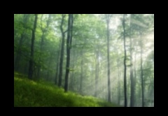 The Serenity of Nature 1