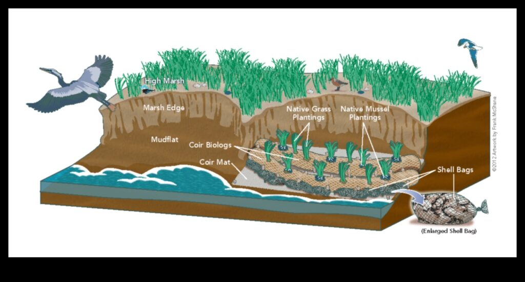 The Shoreline A Living Edge 1