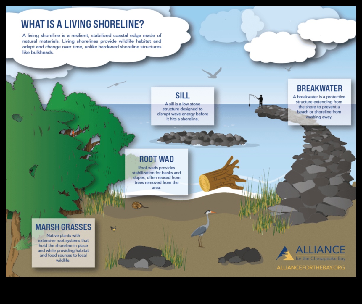 Water's Edge: Where Land Meets Aquatic Life