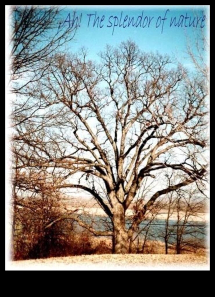 The Splendor of Nature 1