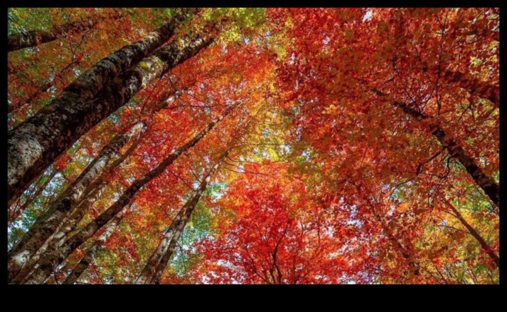 The Vibrant Colors of Fall 1