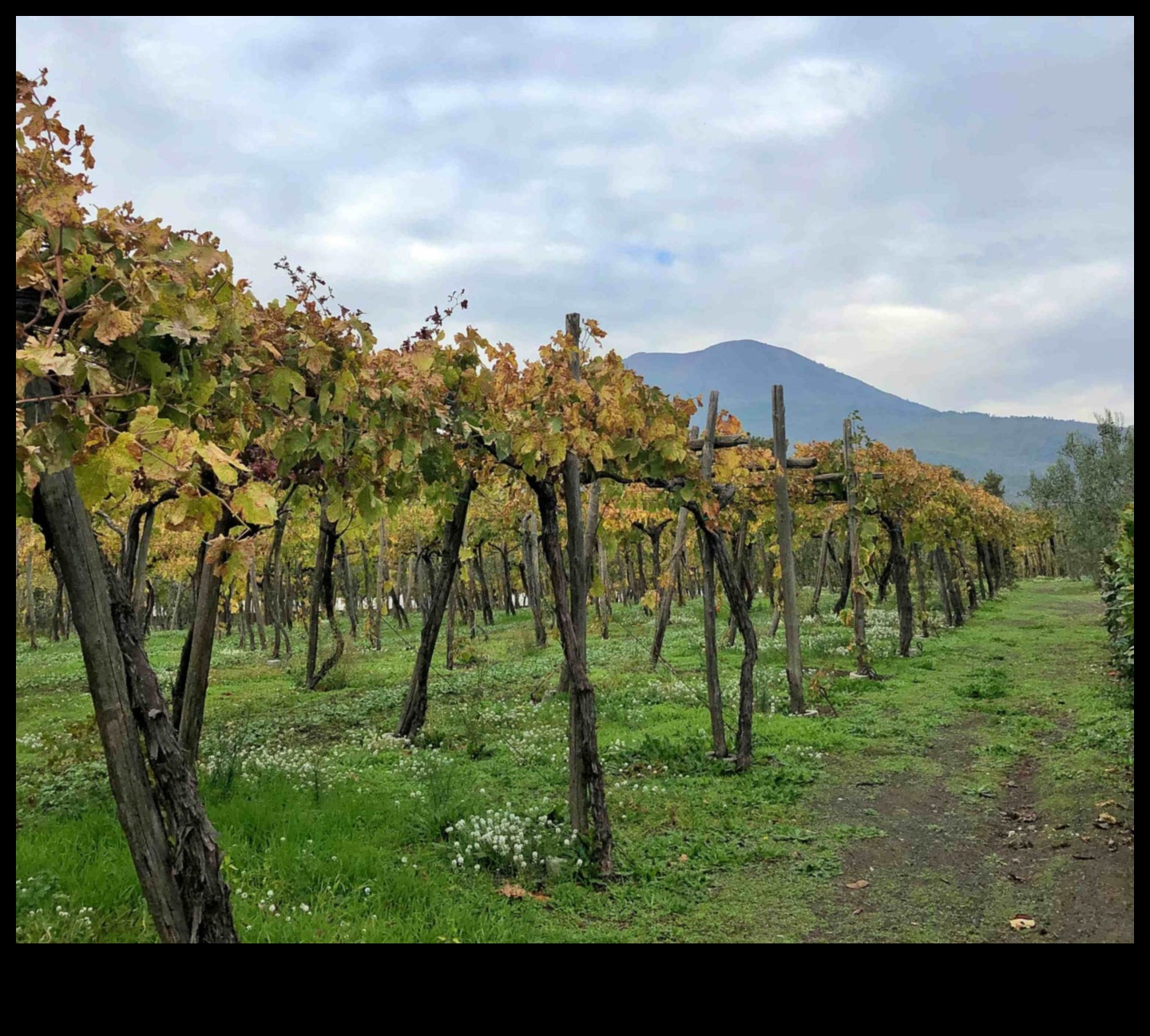 Vintner's Vision: The Beauty of Vineyards and Orchards