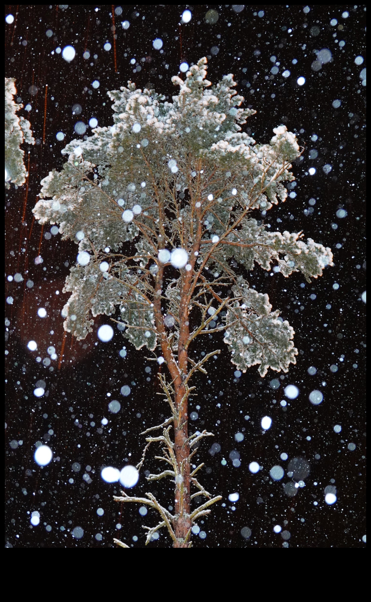 Winter Whispers Renewed: Rediscovering the Beauty of Snow