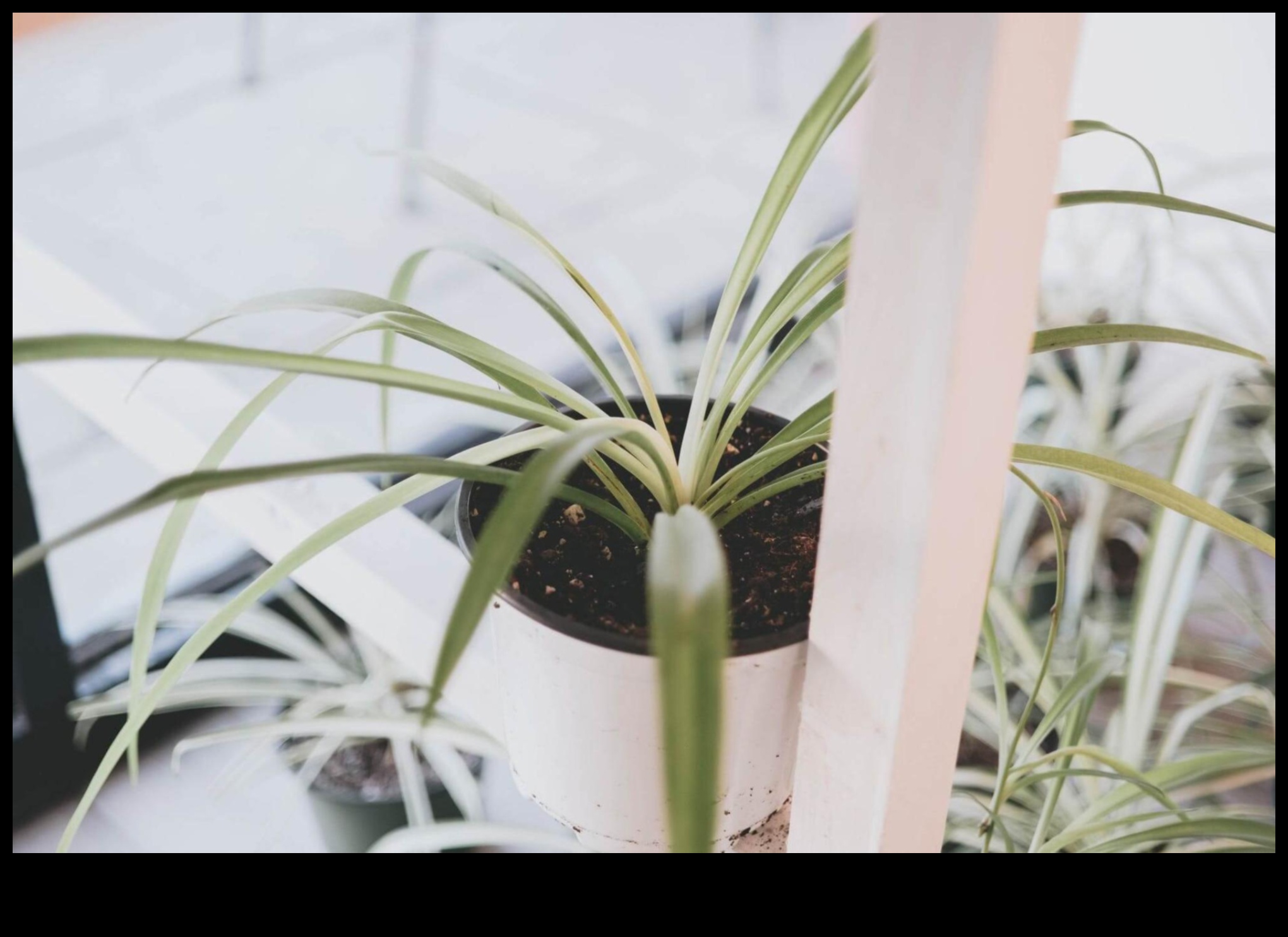 Thriving Indoors: Essential Tips for Indoor Gardening