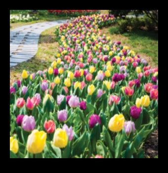 Tool Time Triumph: Elevate Your Garden with the Best