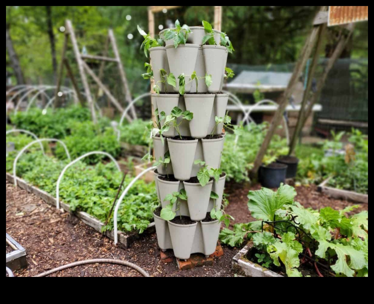 Towering Blossoms: Vertical Gardening Delights