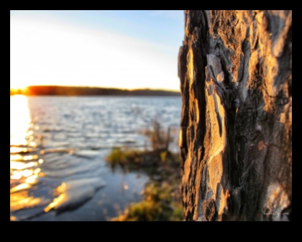 Serenade of Nature: Beautiful Landscapes Singing with Tranquility